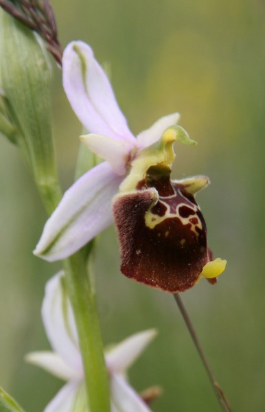Ophrys holosericea ssp. holosericea